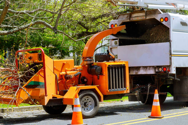 Best Dead Tree Removal  in USA